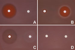Antibiotics affecting microorganism cultures